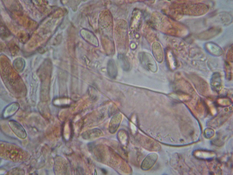 Macrocystidia cucumis